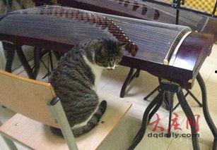 小猫老弟爆料视频,幕后真相大曝光！  第1张