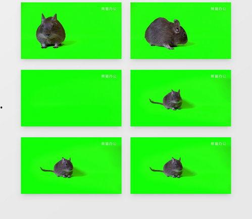 最新老鼠爆料视频下载安装,最新老鼠爆料视频下载安装全过程解析  第1张