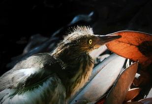 雏鸟 在线观看,在线观看萌动瞬间  第3张